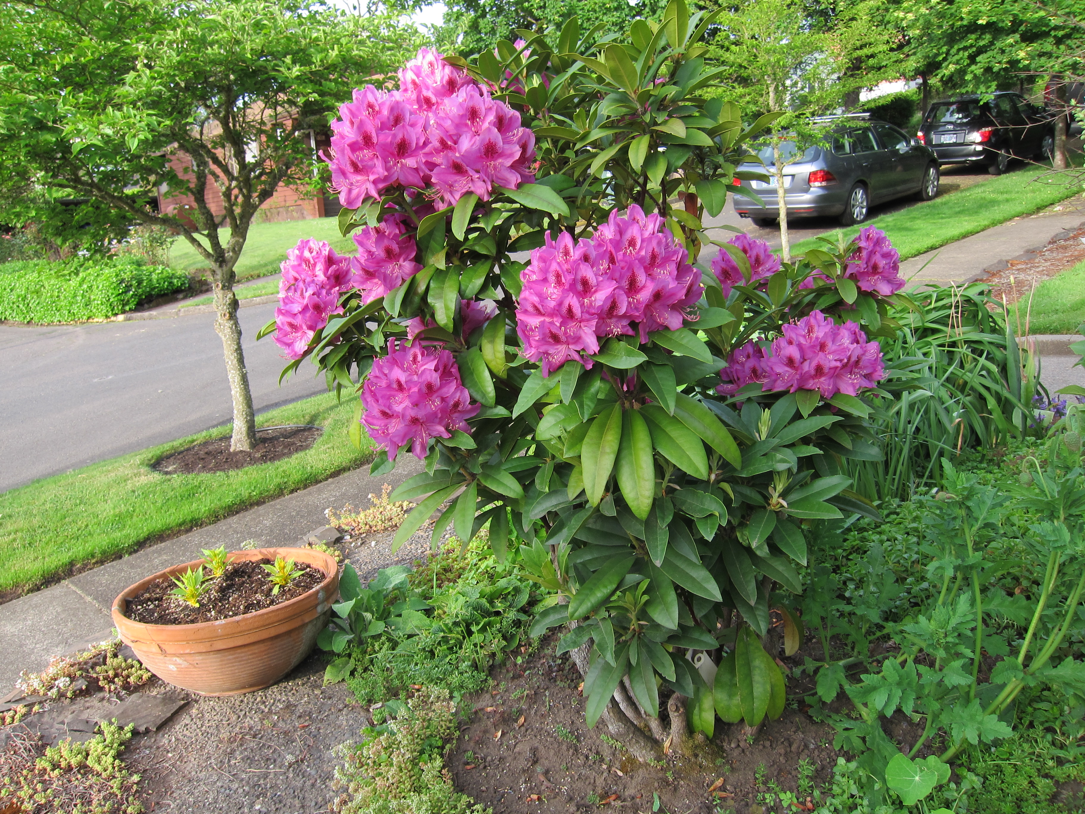 Rhodie in May