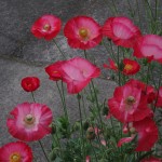 Memorial Day