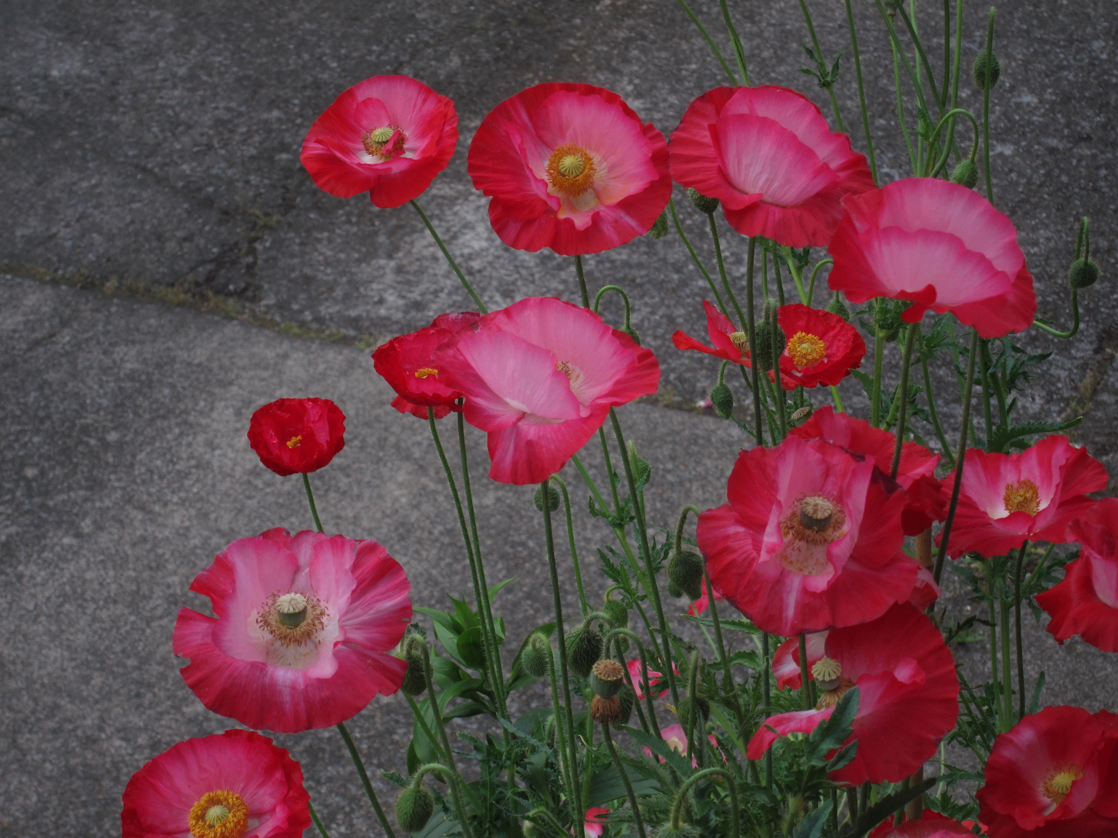red poppies