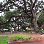 What I Learned About Savannah