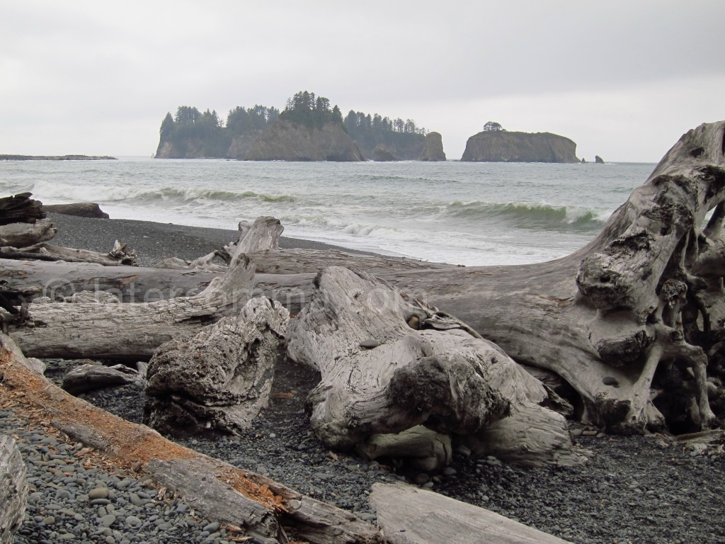 driftwood and James Island