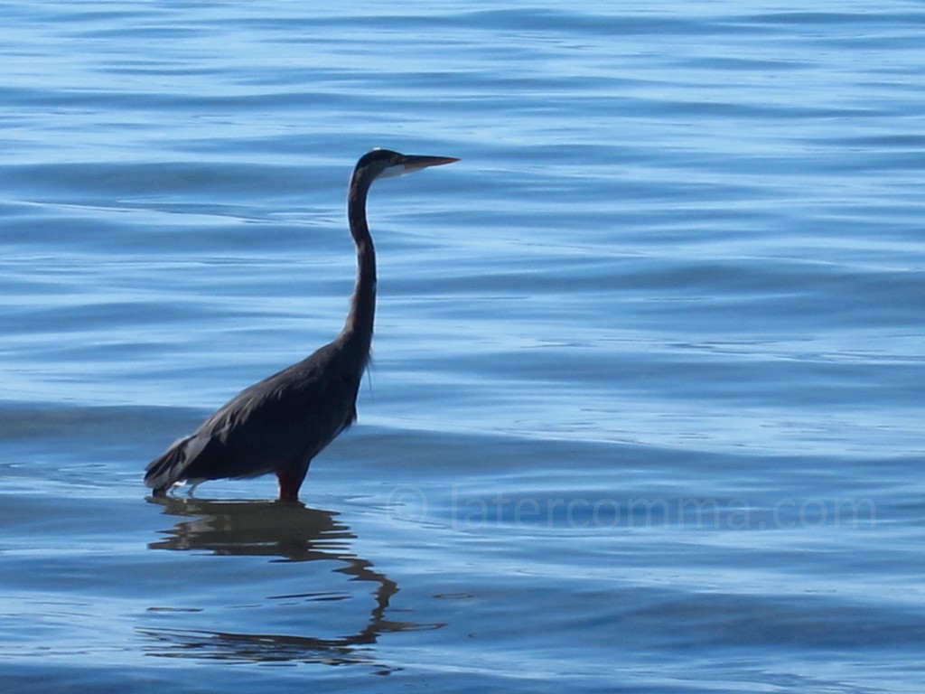 blue heron in the water at Qualicum Beach