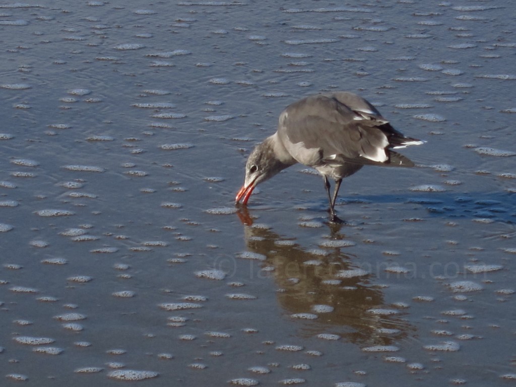 seagull foraging in the sand