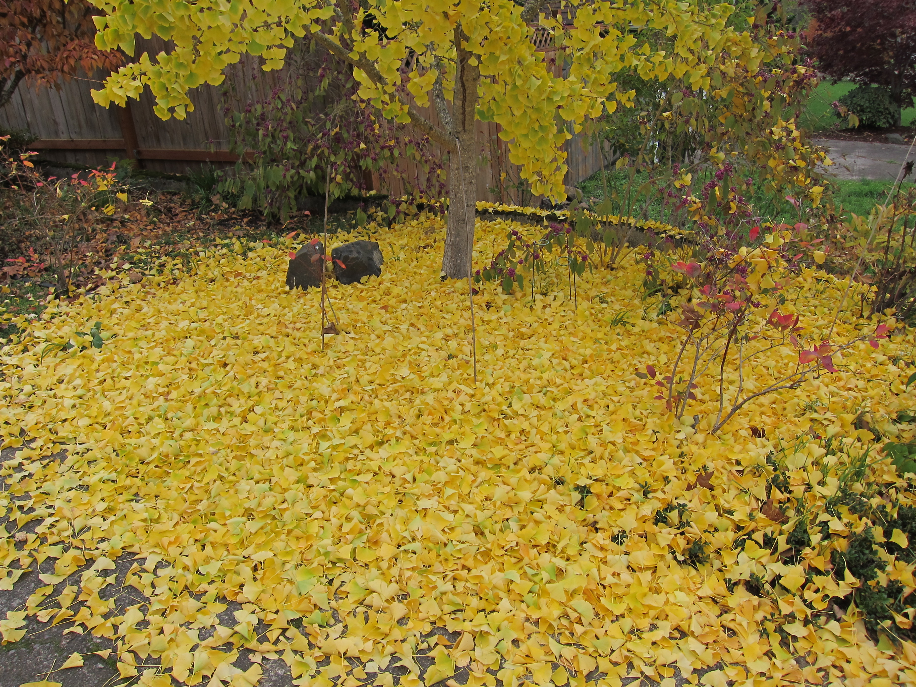 fallen yellow ginkgo leaves