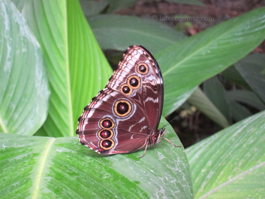 morpho butterfly