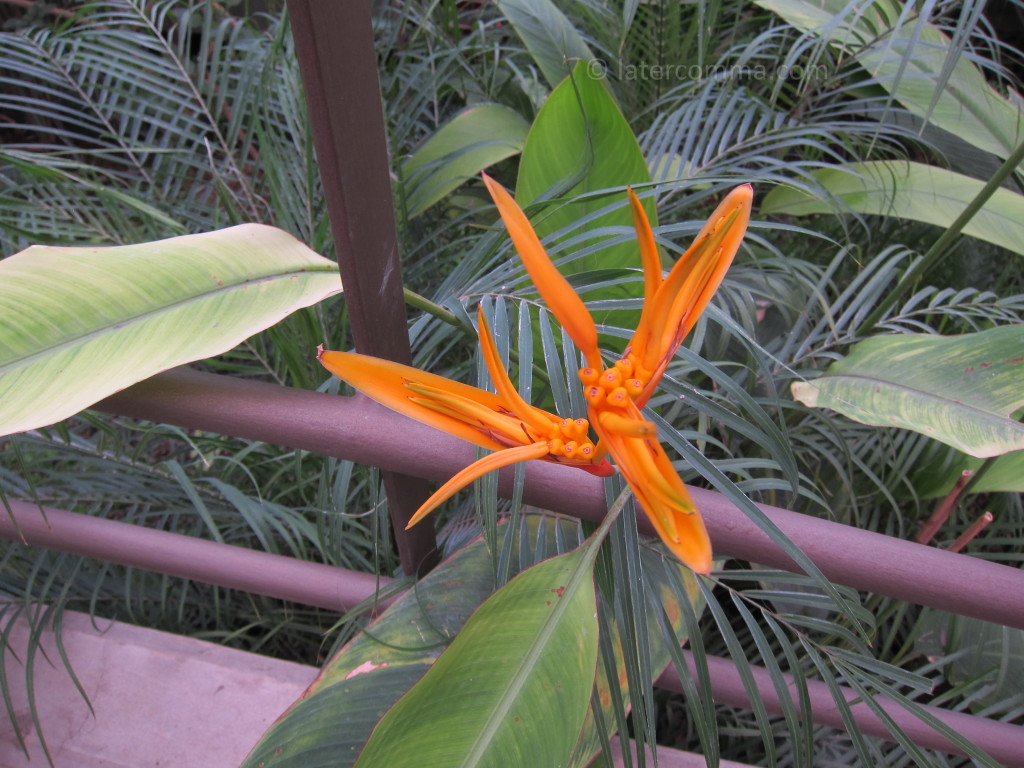 bird of paradise flower