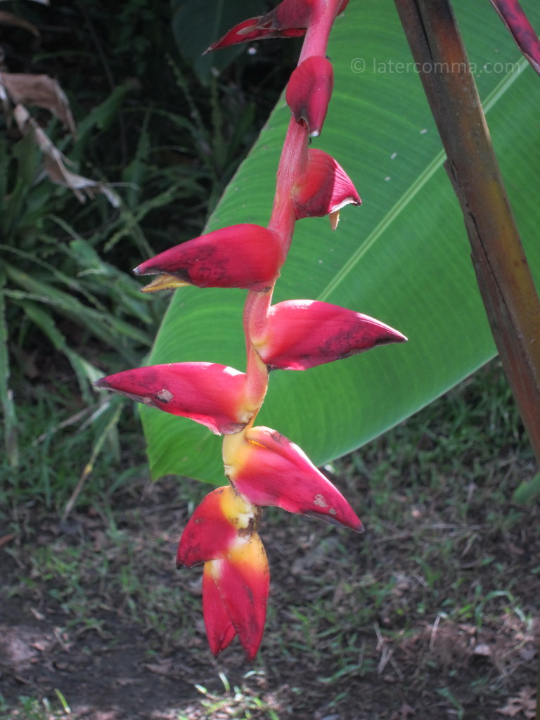 heliconia flower