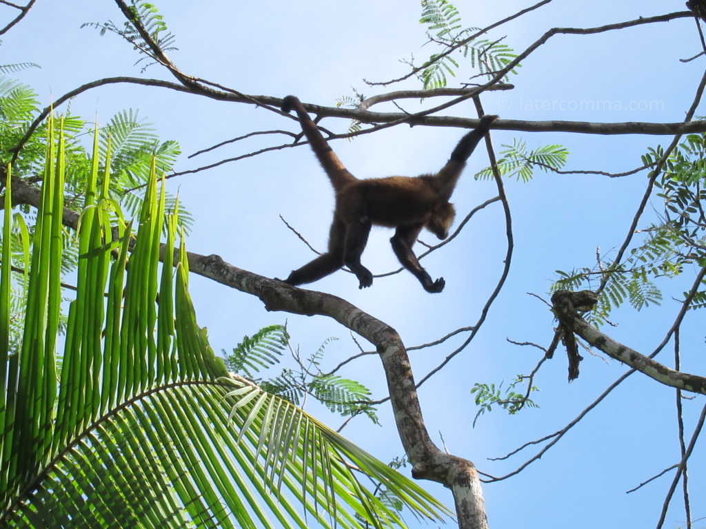 howler monkey