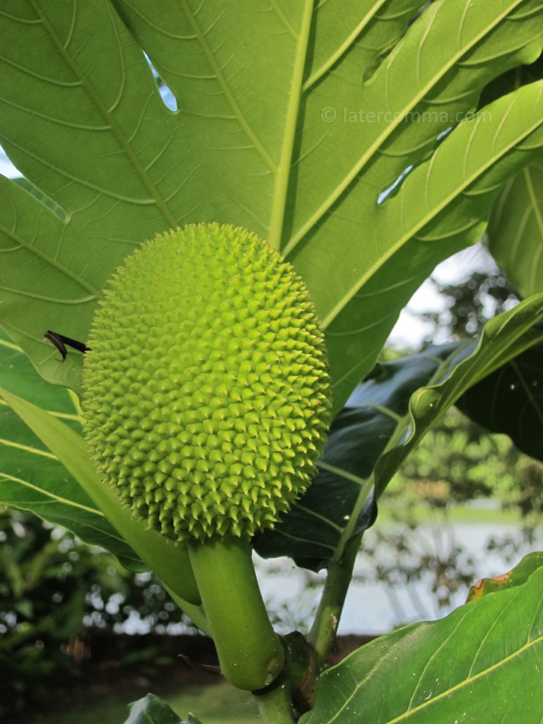 breadfruit