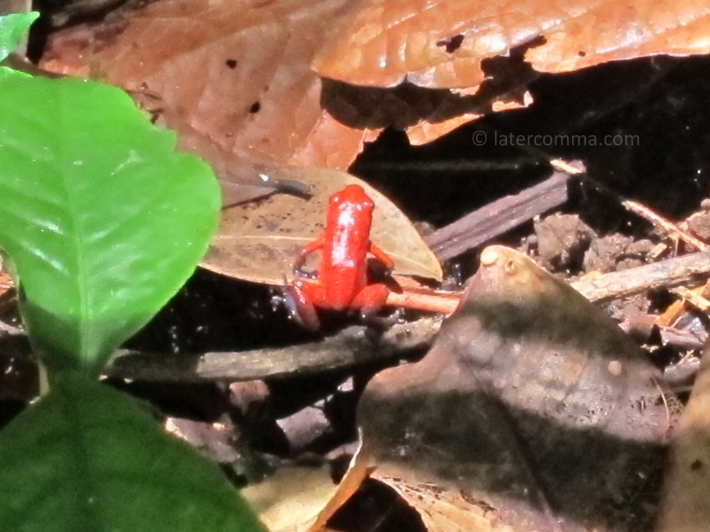 poison dart frog