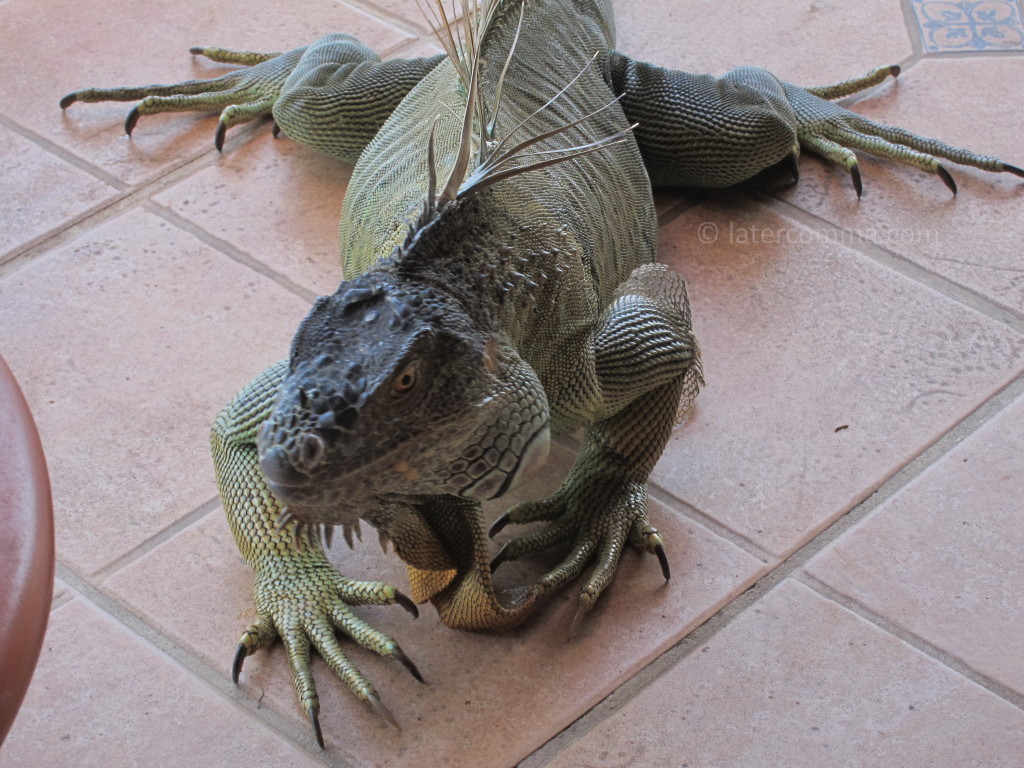 iguana