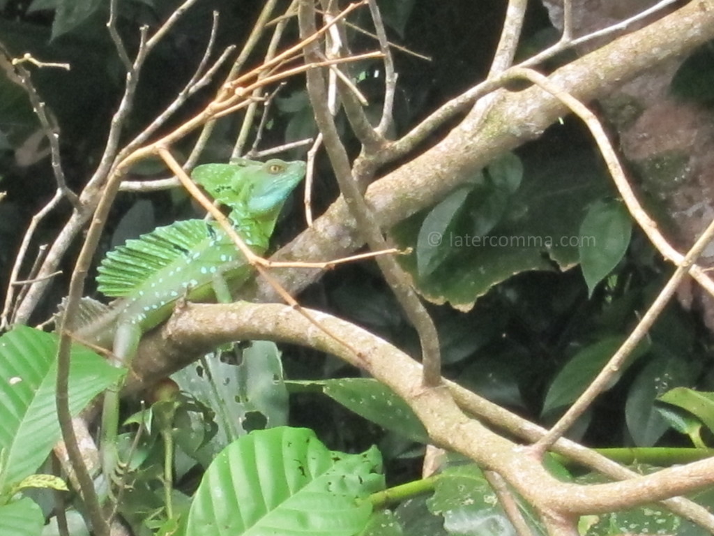 green basilisk lizard