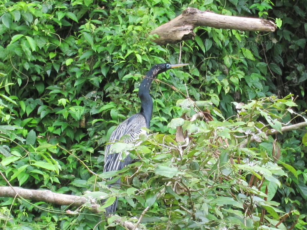 anhinga