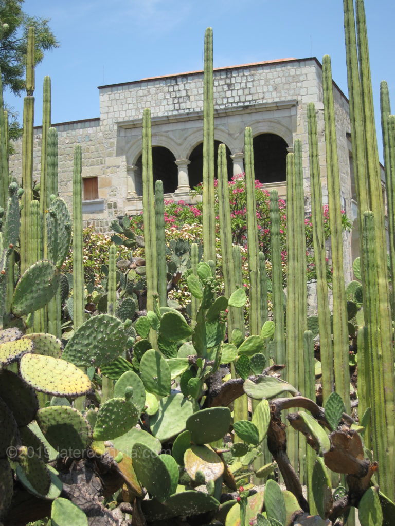 Oaxaca's Ethnobotanical Garden